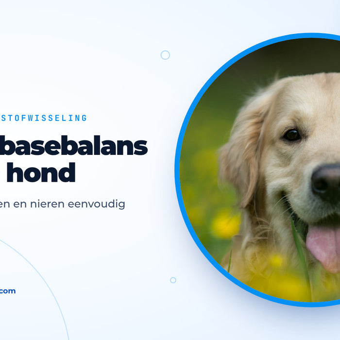 Vrolijke golden retriever ligt in een wei met gele bloemen, omslagafbeelding bij de gids over de zuur-basebalans bij de hond