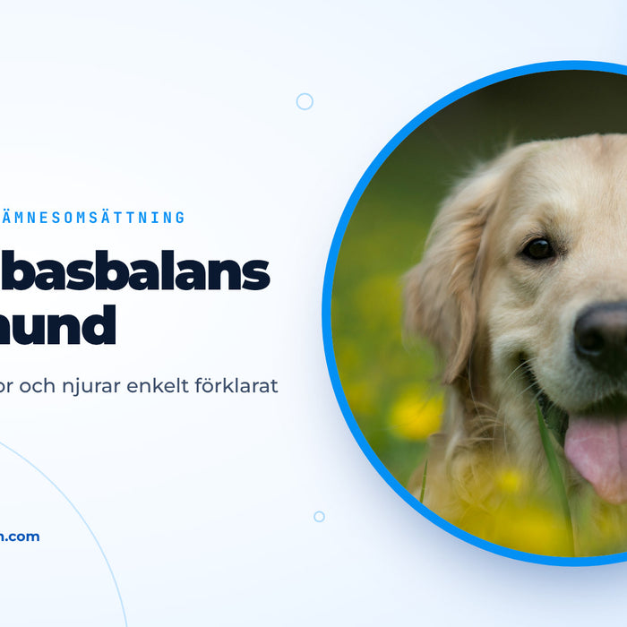 Glad golden retriever ligger i en äng med gula blommor, omslagsbild till guiden om syra-basbalans hos hund