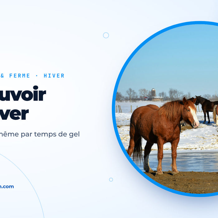 Chevaux dans un pré enneigé près d’un point d’eau en partie gelé, image de couverture du guide sur l’abreuvoir en hiver