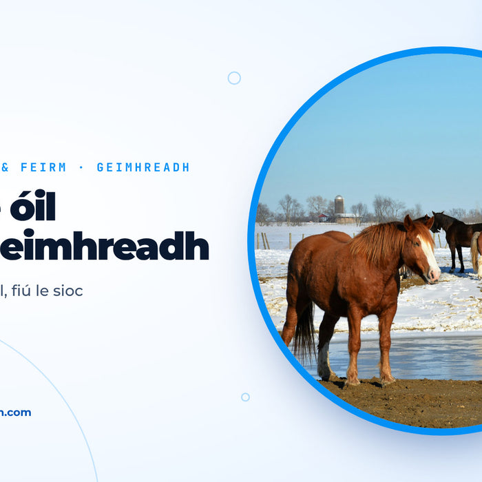 Capaill ar pháirc shneachtúil in aice le huisce óil atá reoite go páirteach, íomhá chlúdaigh don treoir ar uisce d'ainmhithe sa gheimhreadh