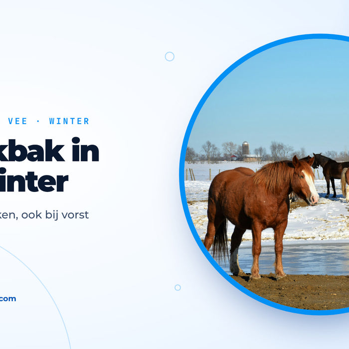 Paarden op een besneeuwde weide naast een deels dichtgevroren drinkplaats, omslagafbeelding bij de gids over de drinkbak in de winter