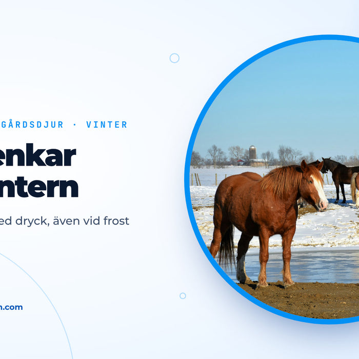 Hästar på en snötäckt hage bredvid en delvis tillfrusen vattenplats, omslagsbild till guiden om vattenkar på vintern