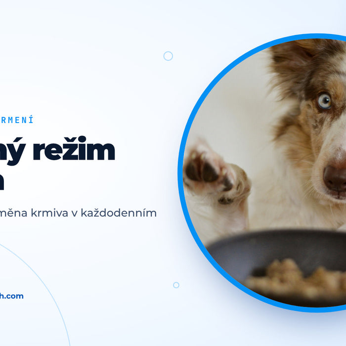 Pes s modrýma očima zvedá tlapku před naplněnou miskou s krmivem, titulní obrázek rádce o krmení psa