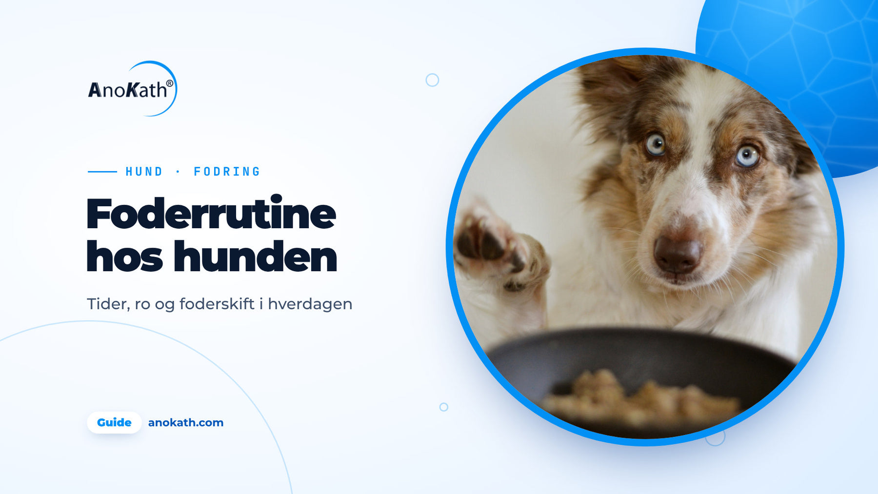 Hund med blå øjne løfter poten foran en fyldt foderskål, forsidebillede til guiden om at fodre hund