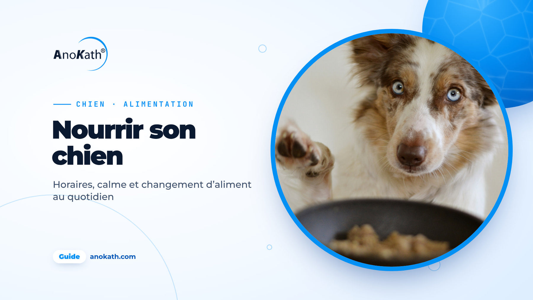 Chien aux yeux bleus levant la patte devant une gamelle pleine, image de couverture du guide pour nourrir son chien