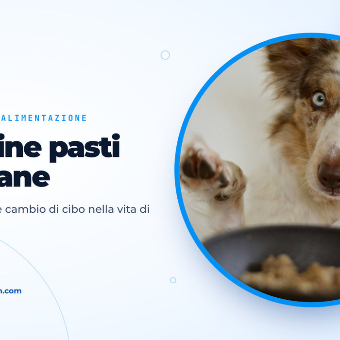 Cane dagli occhi azzurri alza la zampa davanti a una ciotola piena, immagine di copertina della guida su quante volte nutrire il cane