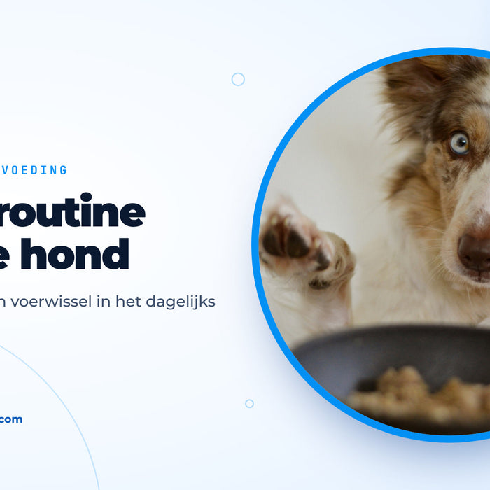 Hond met blauwe ogen tilt een poot op voor een gevulde voerbak, omslagafbeelding bij de gids over hond voeren