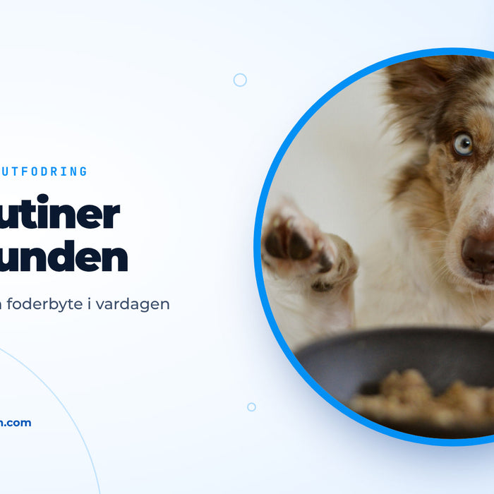 Hund med blå ögon lyfter tassen framför en fylld matskål, omslagsbild till guiden om att mata hund