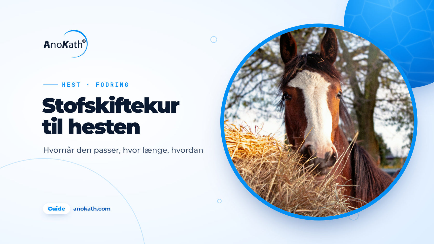 Brun hest med hvid blis æder hø, forsidebillede til guiden om stofskiftekur hest