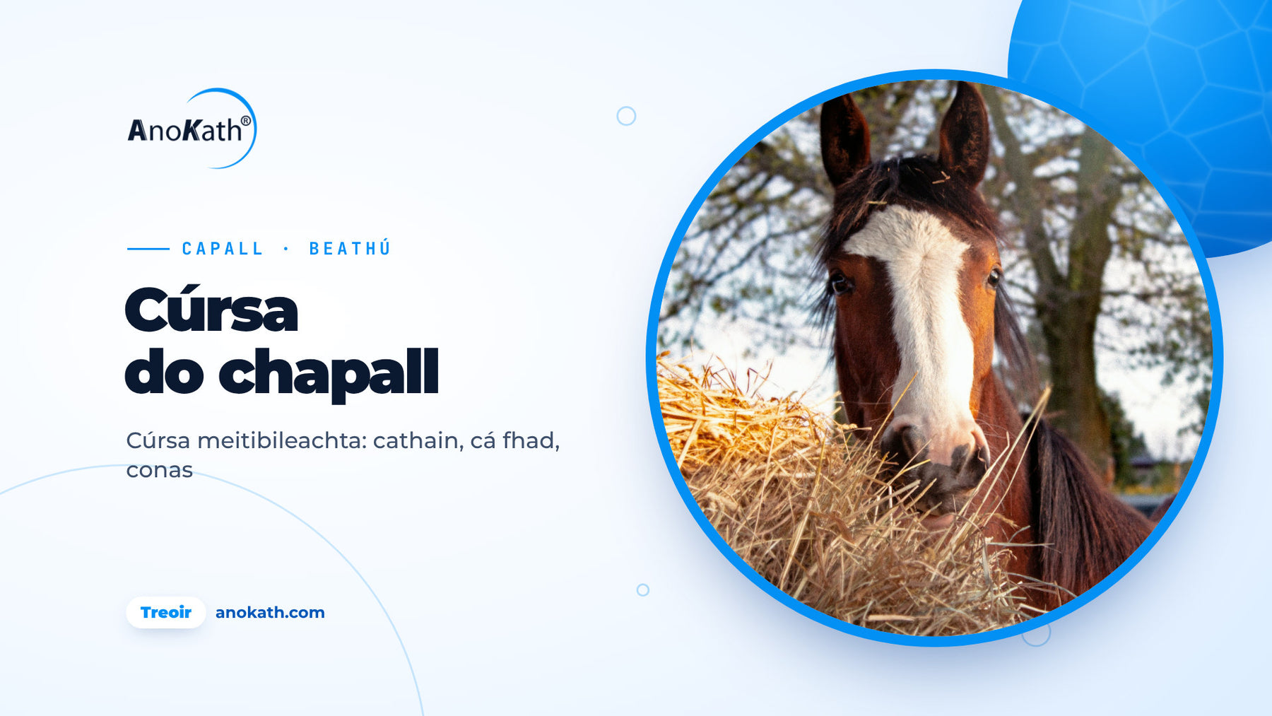 Capall donn le blaise bán ag ithe féir, íomhá chlúdaigh don treoir ar chúrsa meitibileachta do chapall
