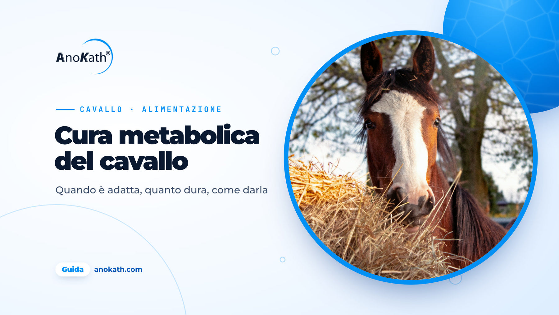 Cavallo marrone con una macchia bianca sul muso che mangia fieno, immagine di copertina della guida sulla cura metabolica del cavallo