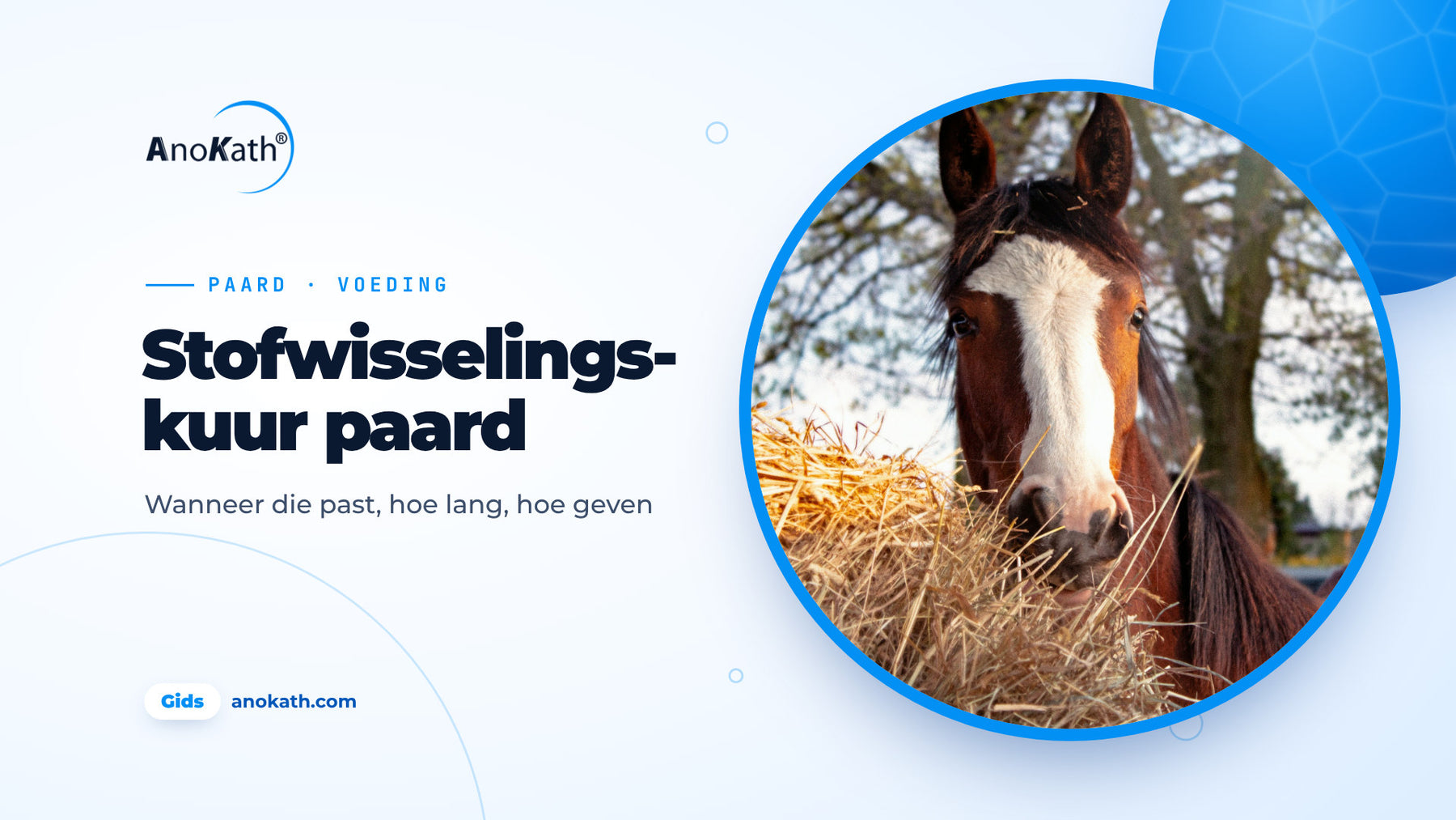 Bruin paard met witte bles eet hooi, omslagafbeelding bij de gids over de stofwisselingskuur voor paarden