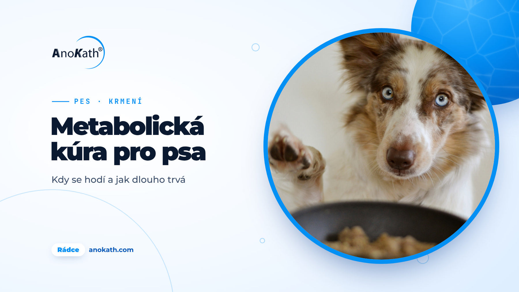 Border kolie s modrýma očima zvedá tlapku vedle své misky na krmivo, titulní obrázek rádce o metabolické kúře pro psa