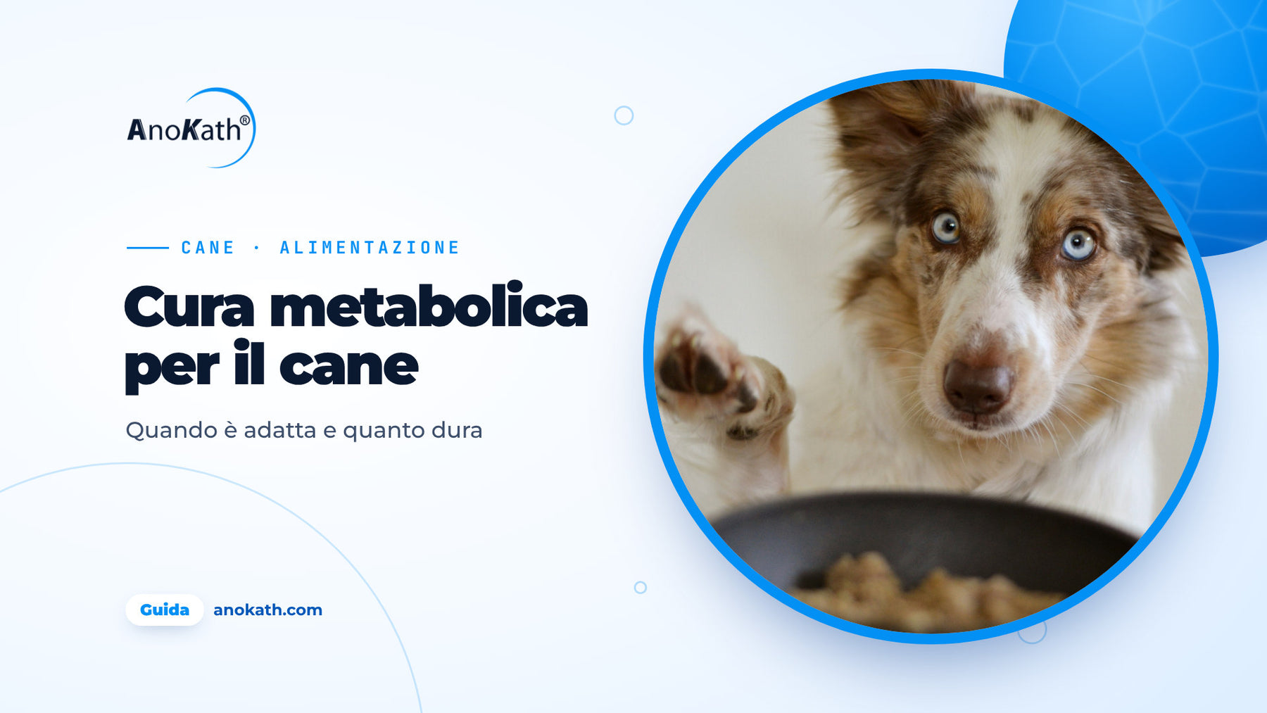 Border Collie con gli occhi azzurri che alza la zampa accanto alla sua ciotola, immagine di copertina della guida sulla cura metabolica per il cane