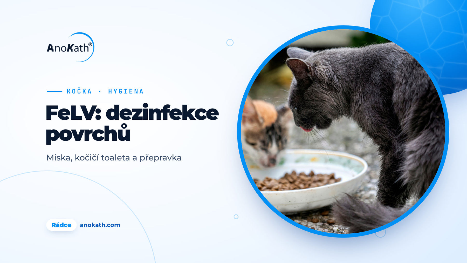 Šedá kočka a koťátko jedí ze společné misky, titulní obrázek rádce o FeLV a dezinfekci povrchů