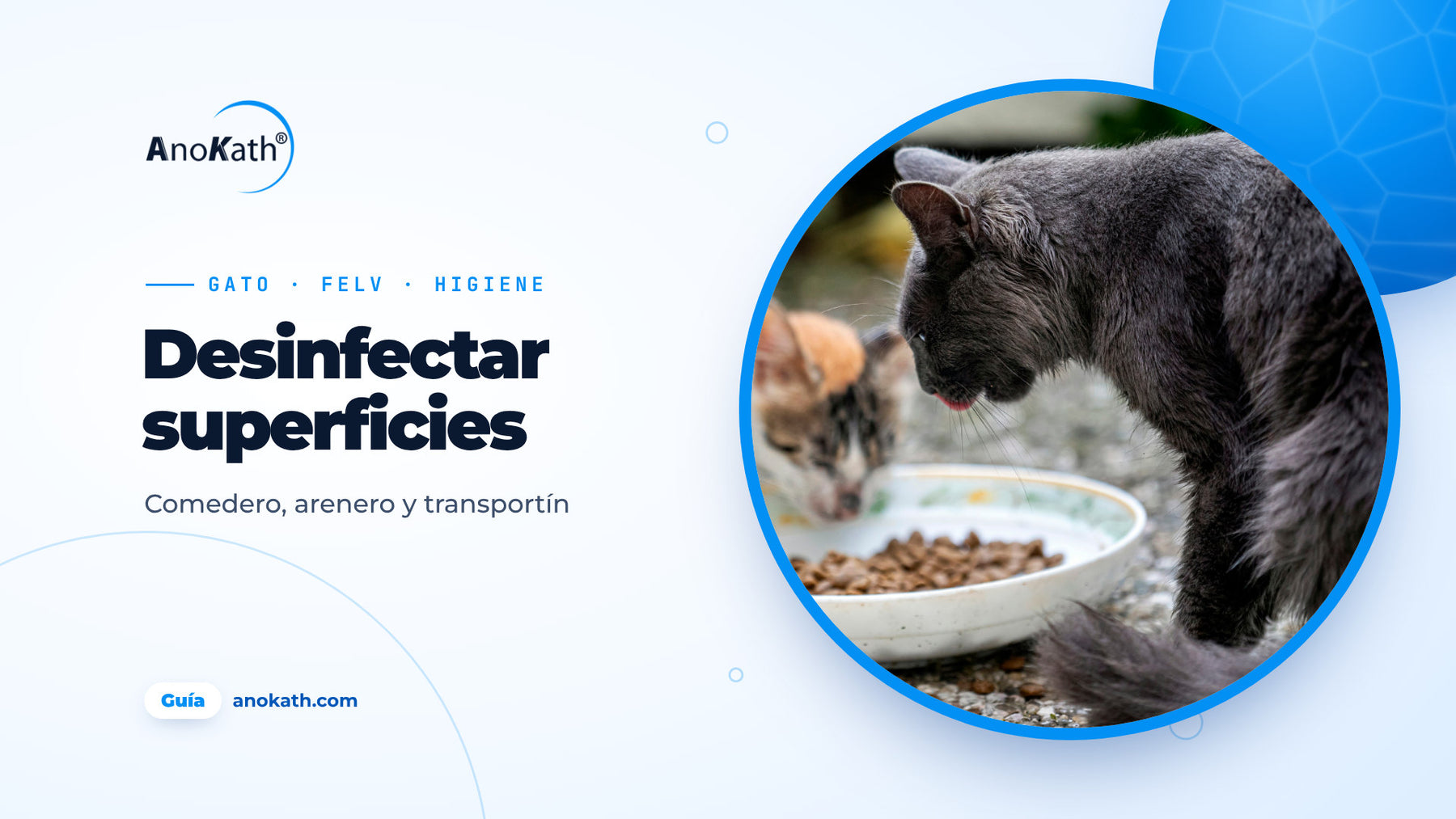 Gata gris y gatito comiendo del mismo cuenco, imagen de portada de la guía sobre el FeLV (leucemia felina) y la desinfección de superficies