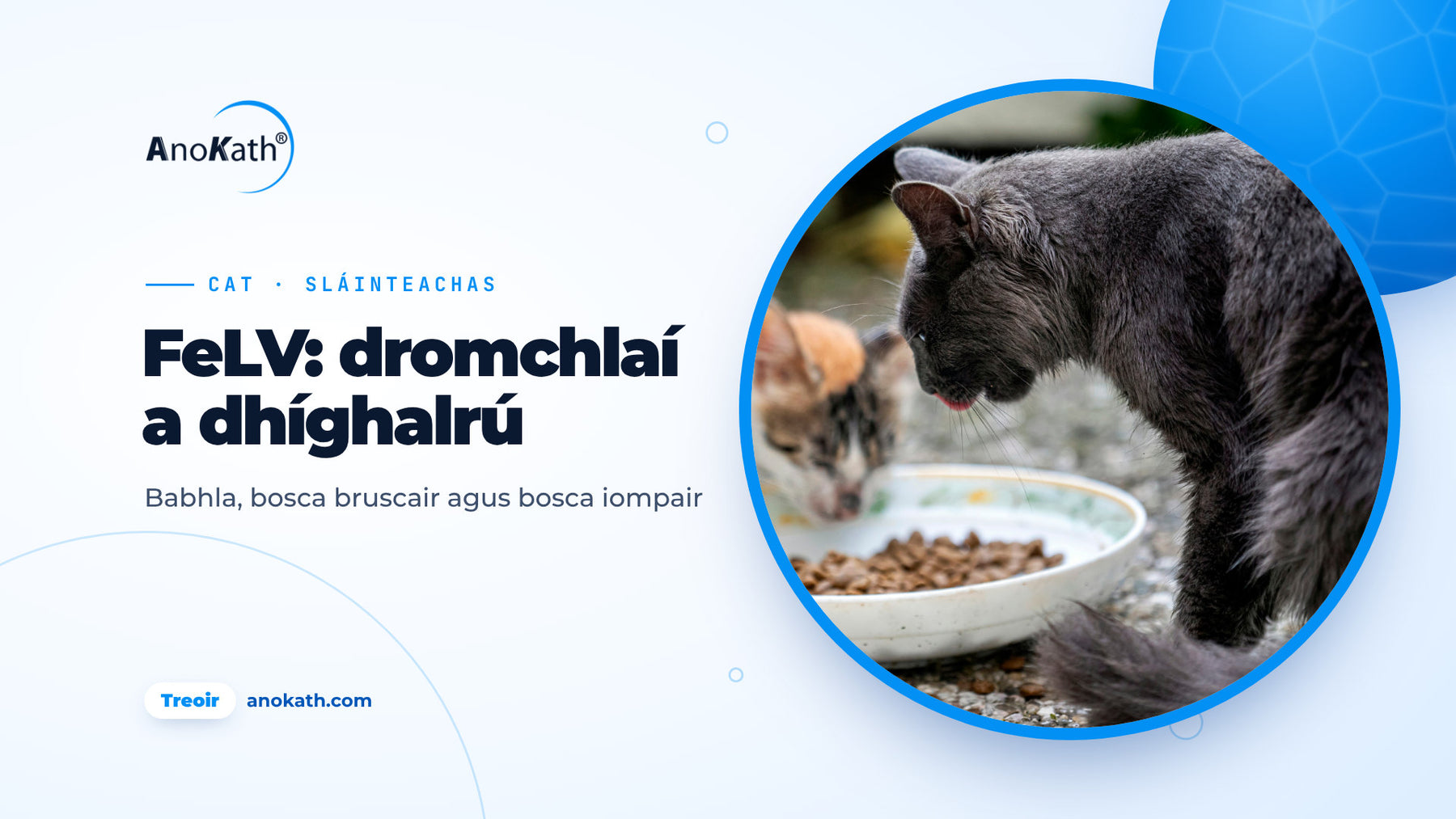 Cat liath agus piscín ag ithe as babhla comhroinnte, íomhá chlúdaigh don treoir ar FeLV agus díghalrú dromchlaí