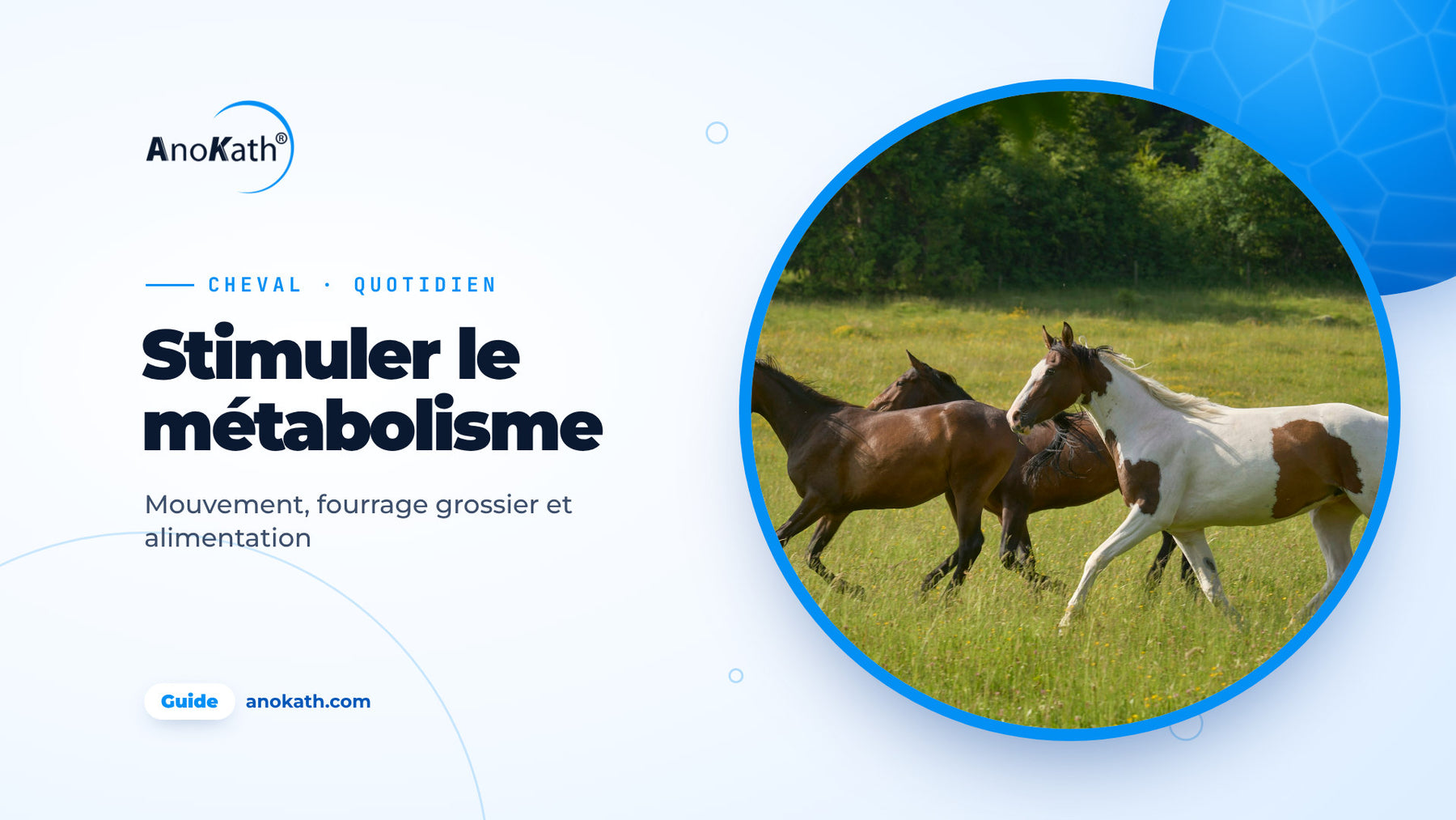 Trois chevaux galopant dans un paddock ensoleillé, image de couverture du guide pour stimuler le métabolisme du cheval