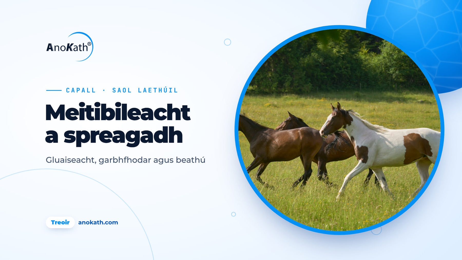 Triúr capall ag rith go mear ar pháirc ghréine, íomhá chlúdaigh don treoir ar meitibileacht capaill a spreagadh