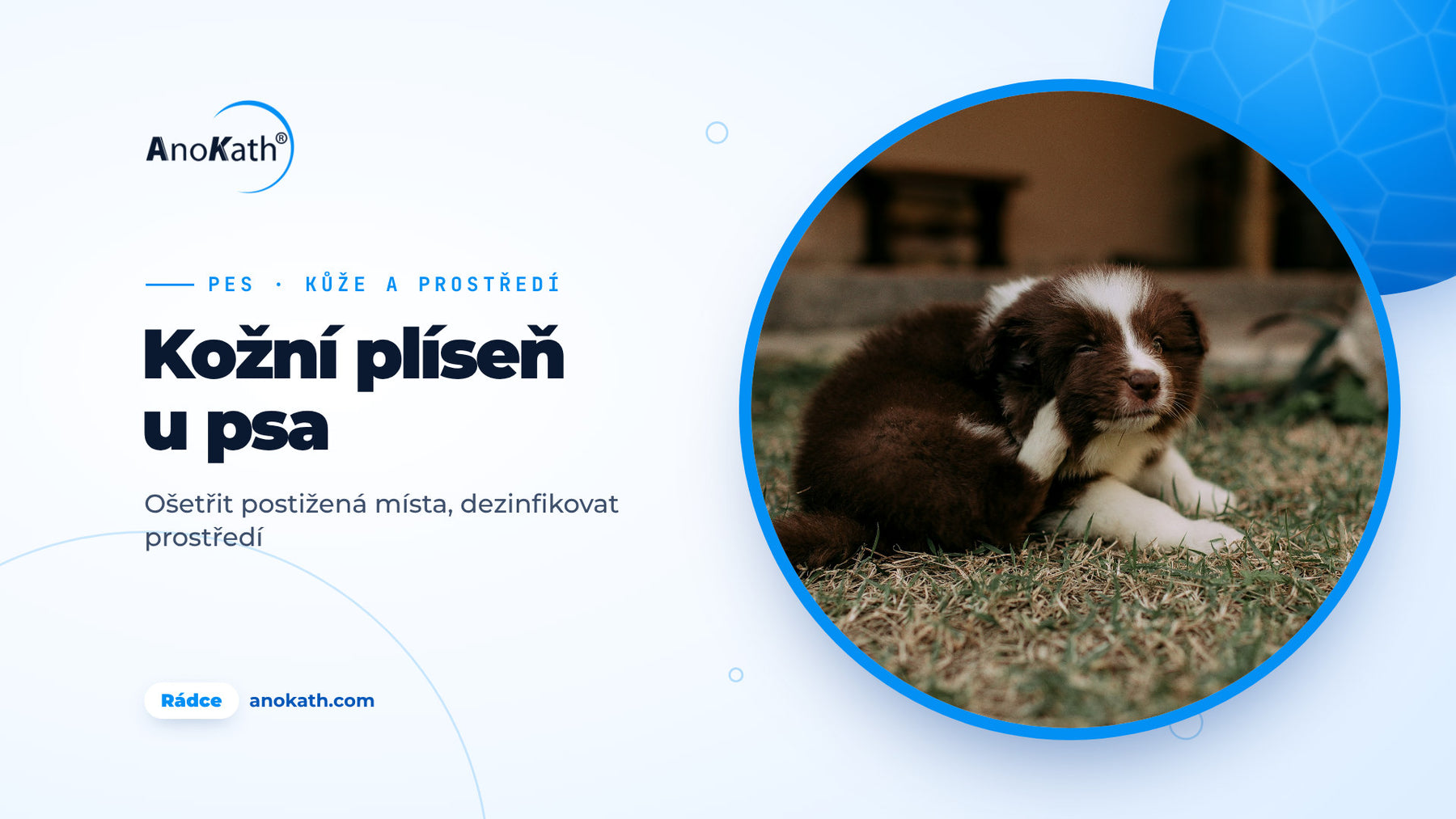 Hnědobílé štěně se škrábe v trávě na uchu, titulní obrázek rádce o kožní plísni u psa