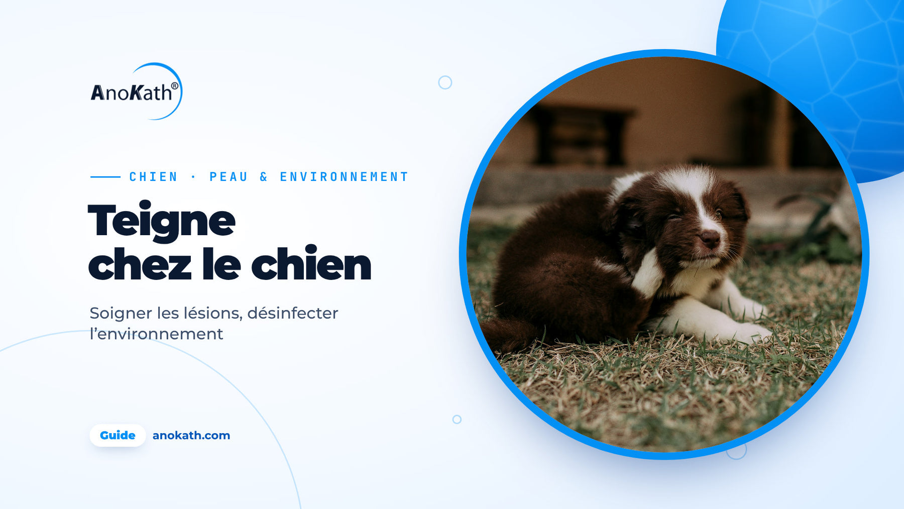 Chiot brun et blanc se grattant l’oreille dans l’herbe, image de couverture du guide sur la teigne chez le chien