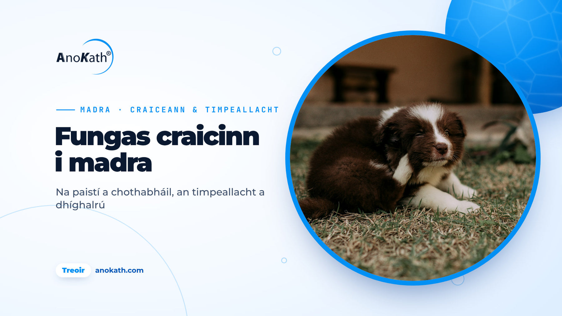 Coileán donn agus bán ag scríobadh a chluaise sa fhéar, íomhá chlúdaigh don treoir ar fhungas craicinn i madra