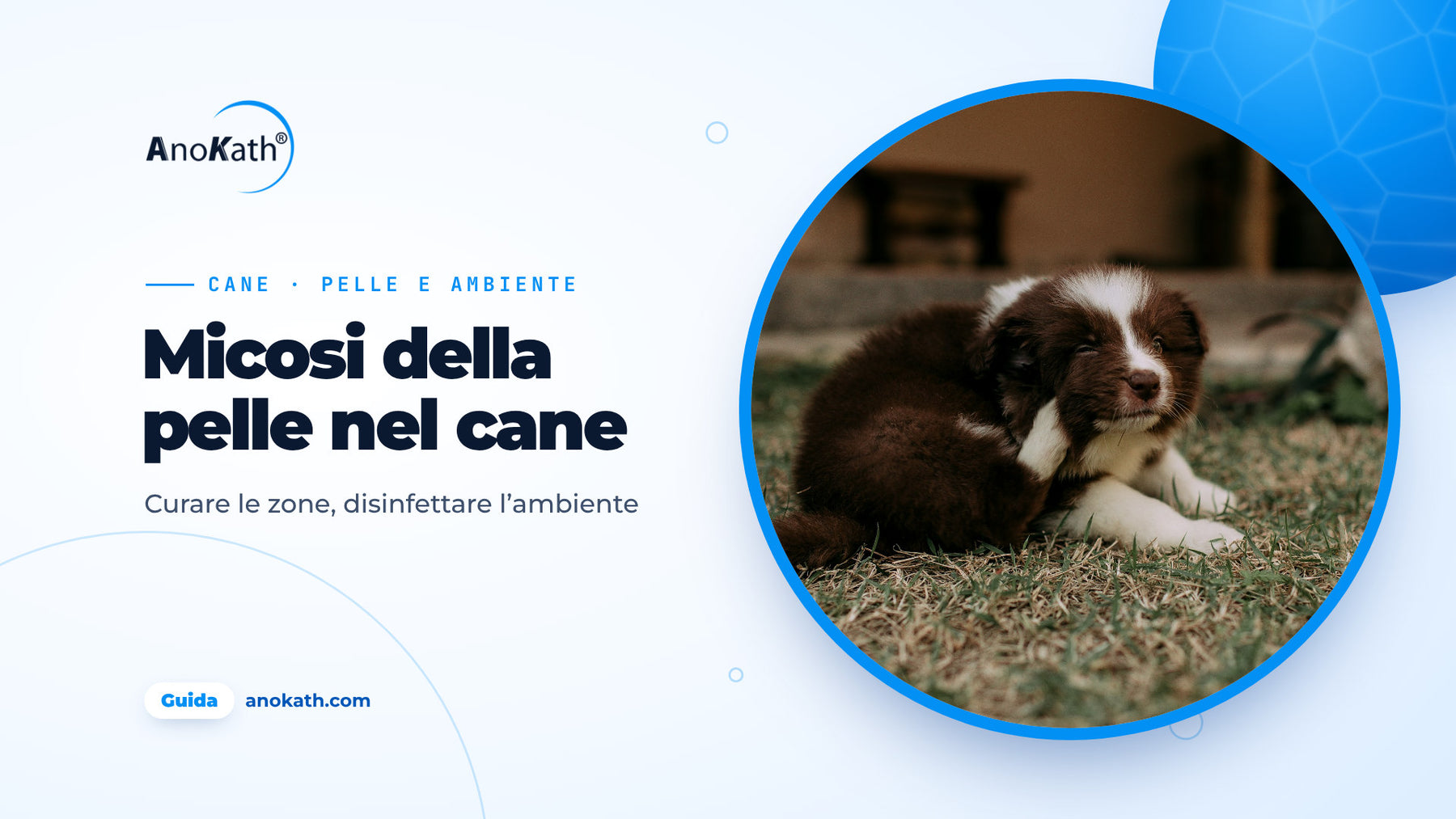 Cucciolo marrone e bianco che si gratta l’orecchio nell’erba, immagine di copertina della guida sulla micosi della pelle nel cane