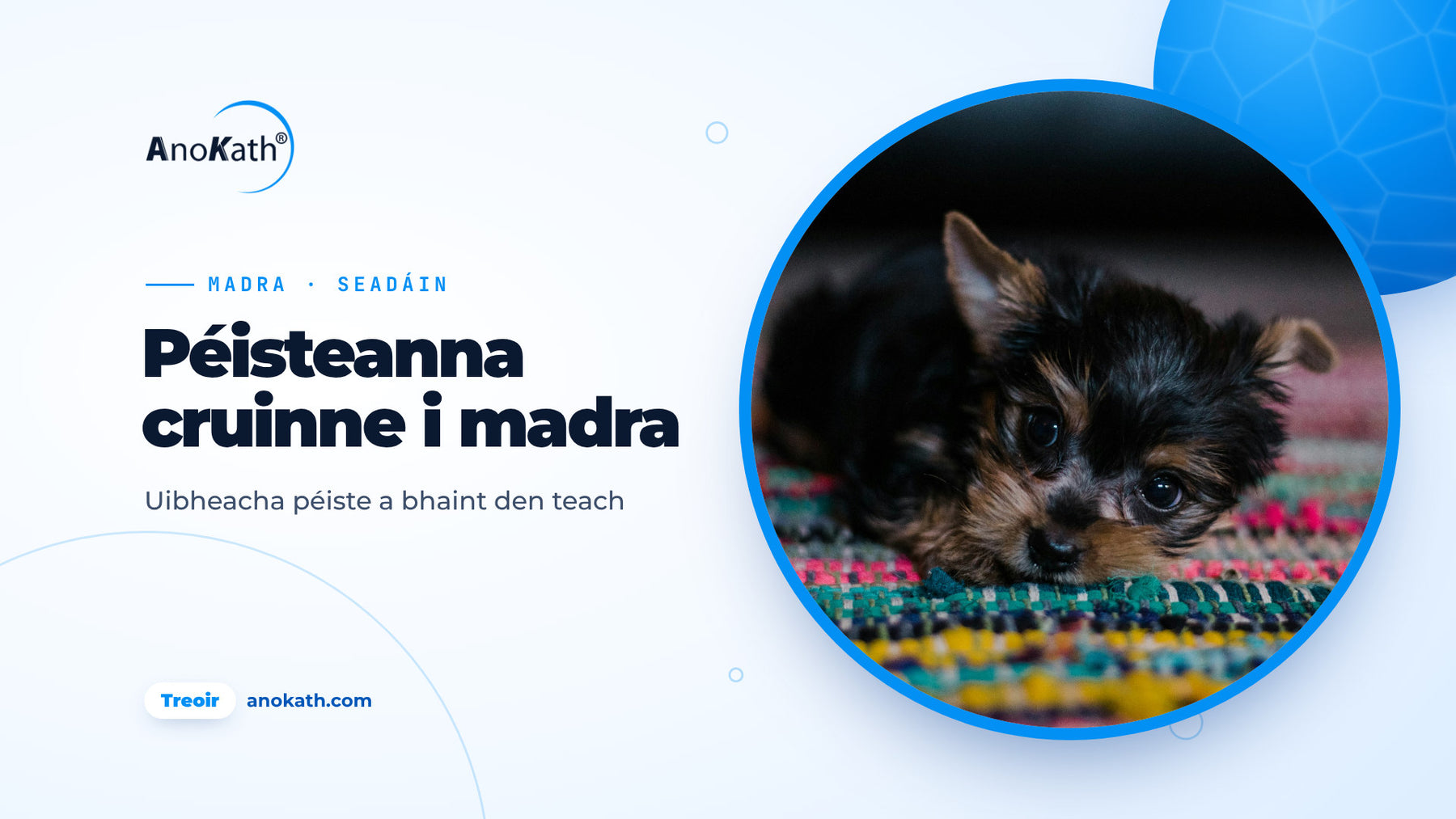 Coileán dubh agus donn ina luí ar rug ildaite, íomhá chlúdaigh don treoir ar phéisteanna cruinne i madra agus uibheacha péiste sa teach