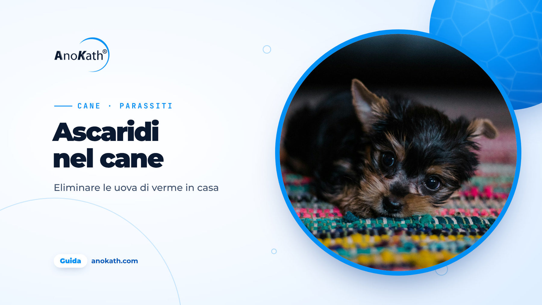 Cucciolo nero e marrone sdraiato su un tappeto colorato, immagine di copertina della guida sugli ascaridi nel cane e le uova di verme in casa