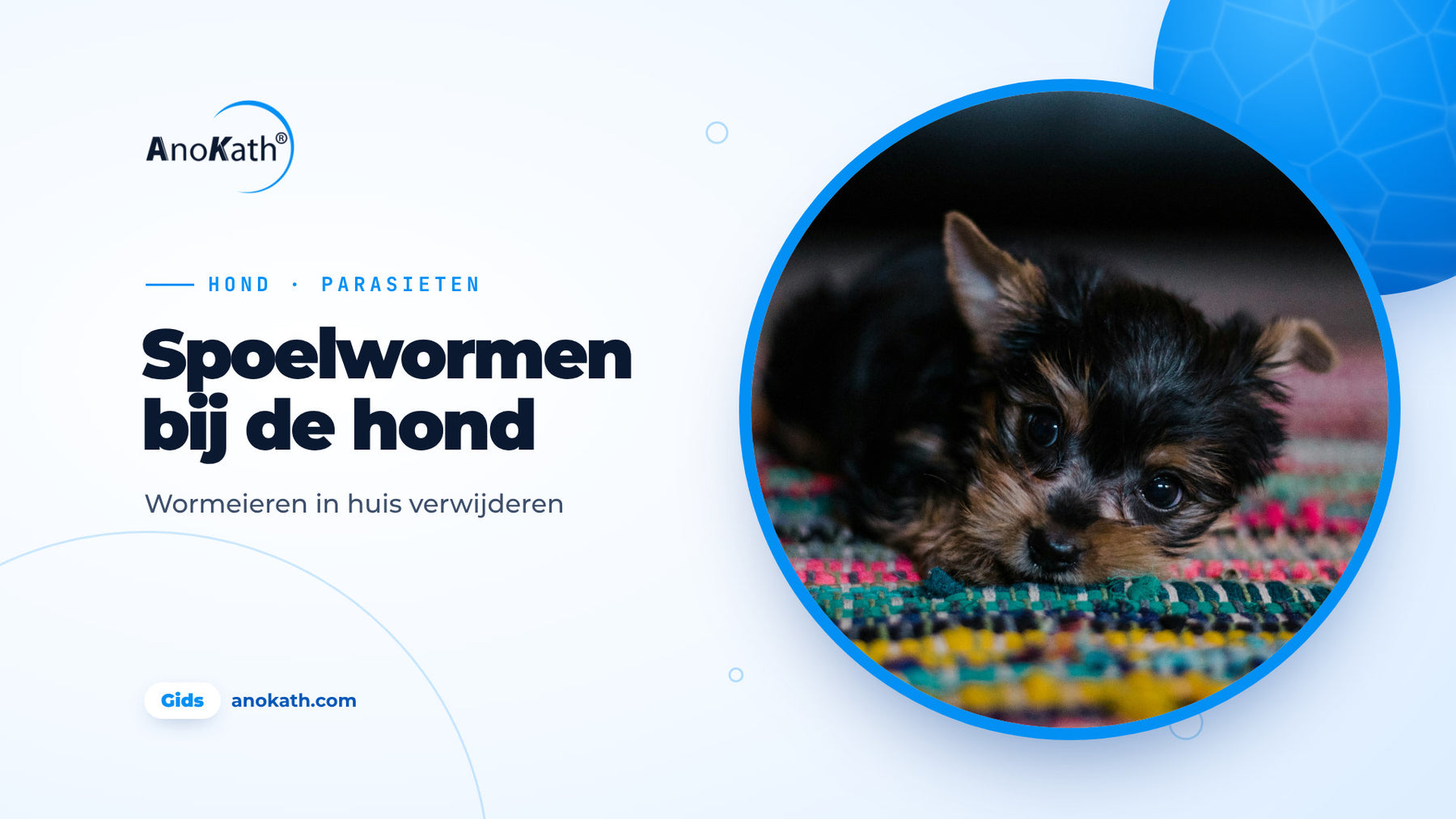 Zwart-bruine pup ligt op een kleurrijk tapijt, omslagafbeelding bij de gids over spoelwormen bij de hond en wormeieren in huis