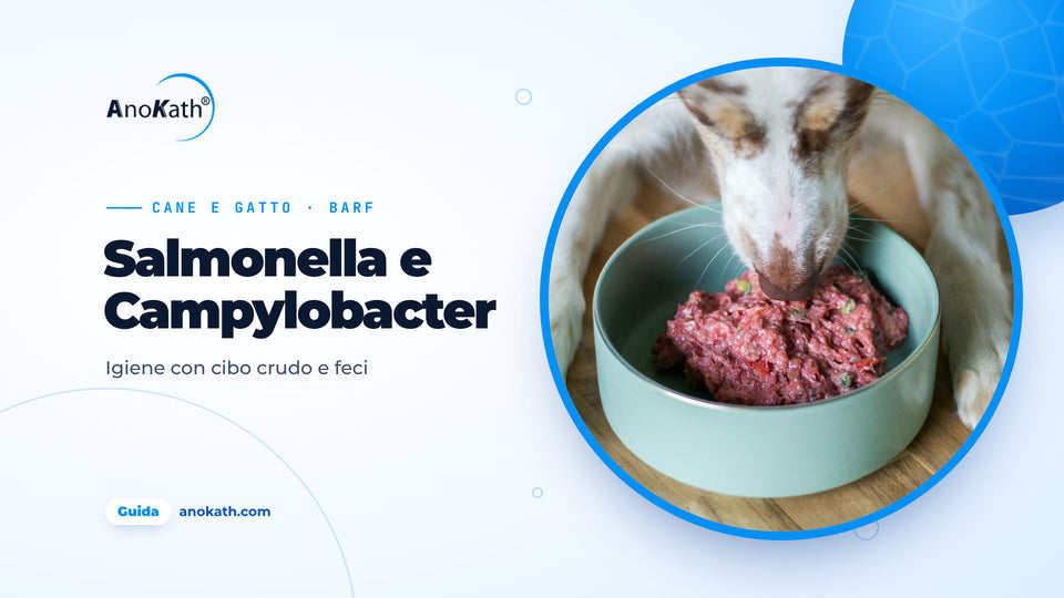 Cane che mangia carne cruda da una ciotola turchese, immagine di copertina della guida su salmonella e Campylobacter in cani e gatti
