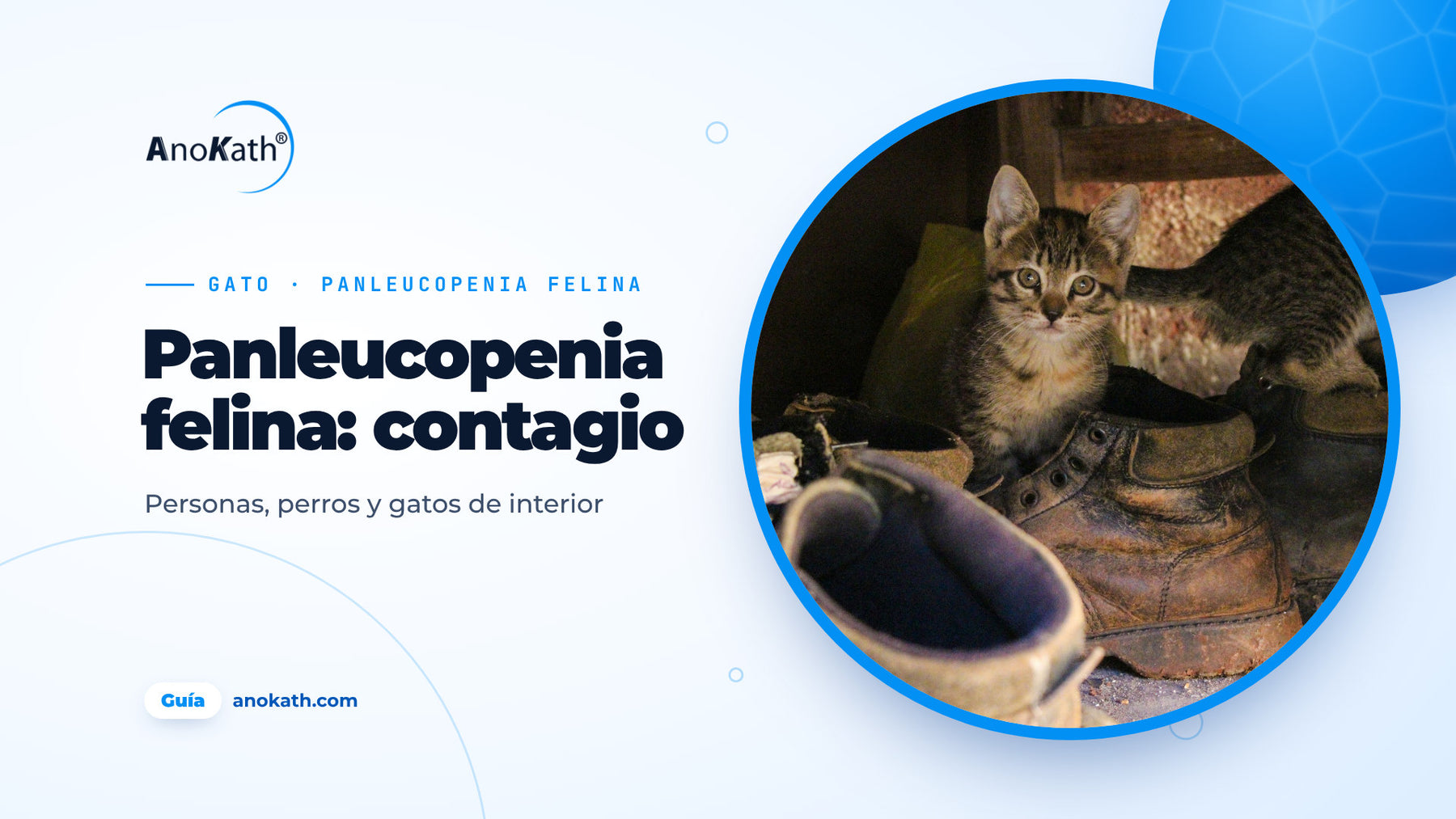 Gatito atigrado entre zapatos de calle viejos y botas en el recibidor, imagen de portada de la guía sobre la panleucopenia felina y su transmisión