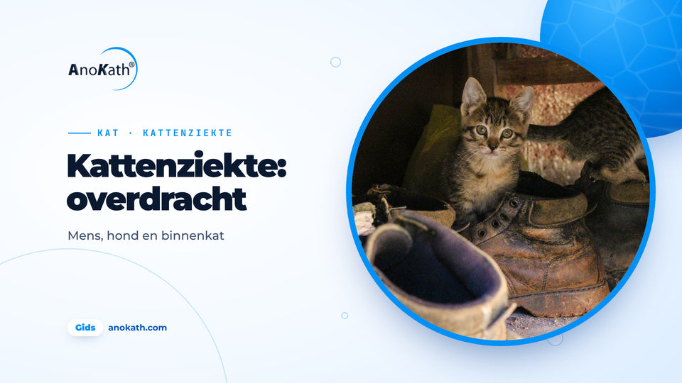 Getijgerd katje tussen oude straatschoenen en laarzen in de gang, omslagafbeelding bij de gids over kattenziekte en overdracht