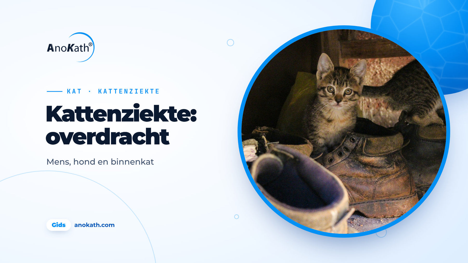 Getijgerd katje tussen oude straatschoenen en laarzen in de gang, omslagafbeelding bij de gids over kattenziekte en overdracht
