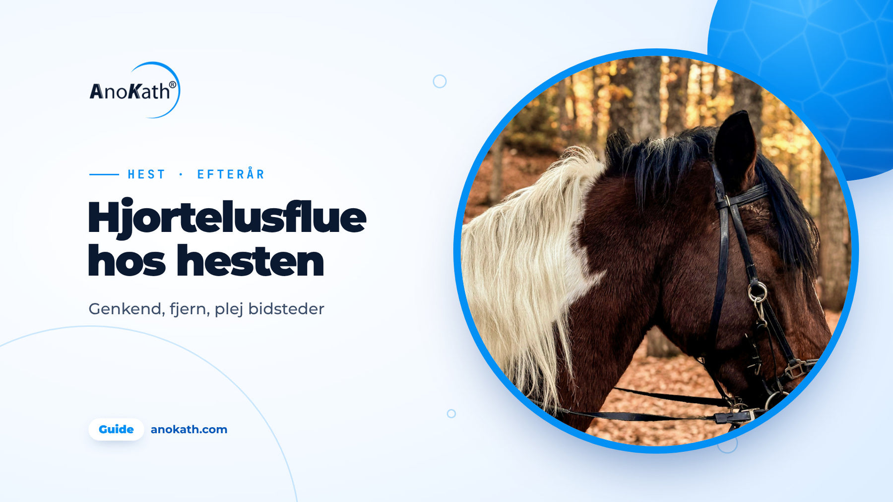 Brun-hvid broget hest med lys manke i efterårsskoven, forsidebillede til guiden om hjortelusflue hos hesten