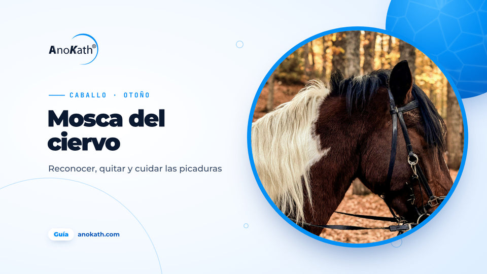 Caballo pinto marrón y blanco con crin clara en un bosque otoñal, imagen de portada de la guía sobre la mosca del ciervo en el caballo