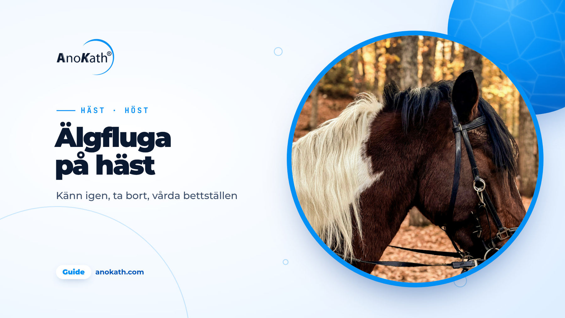 Brun och vit skäckig häst med ljus man i höstskog, omslagsbild till guiden om älgfluga på häst