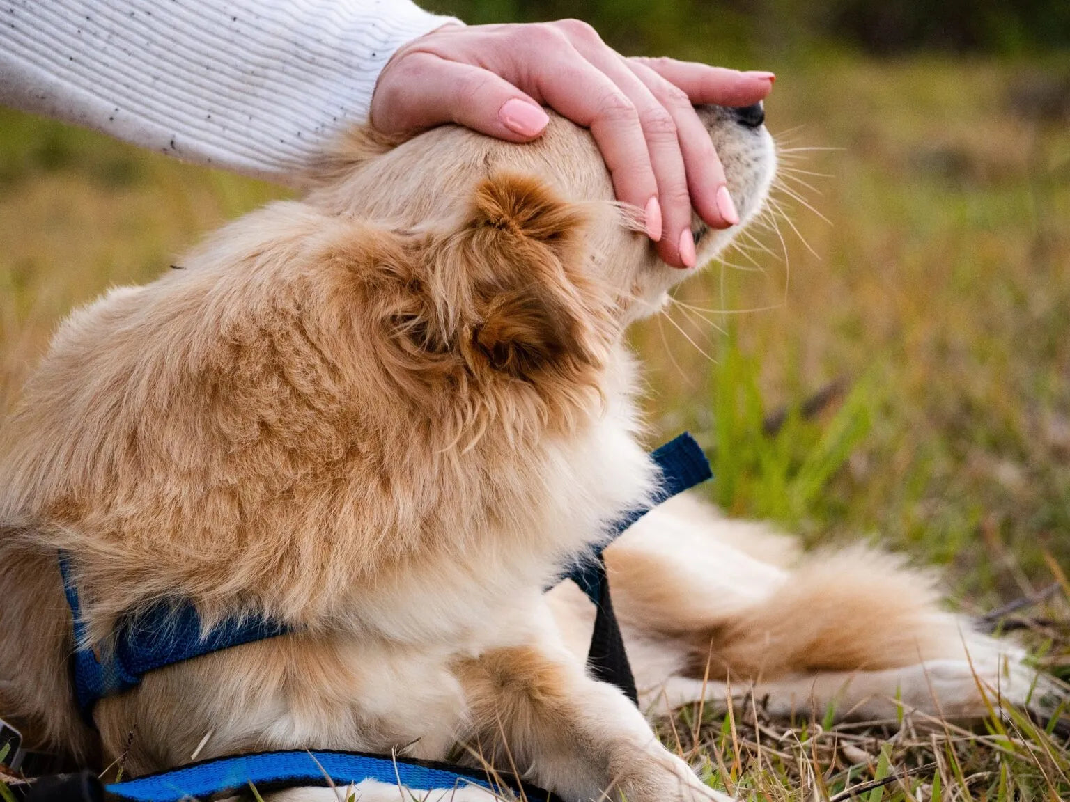 Übersäuerung Hund